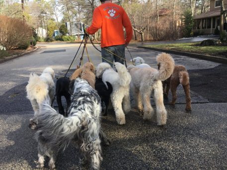 Dog Walking Trainers in NJ