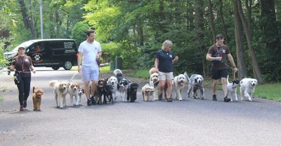 Dog Training New Jersey