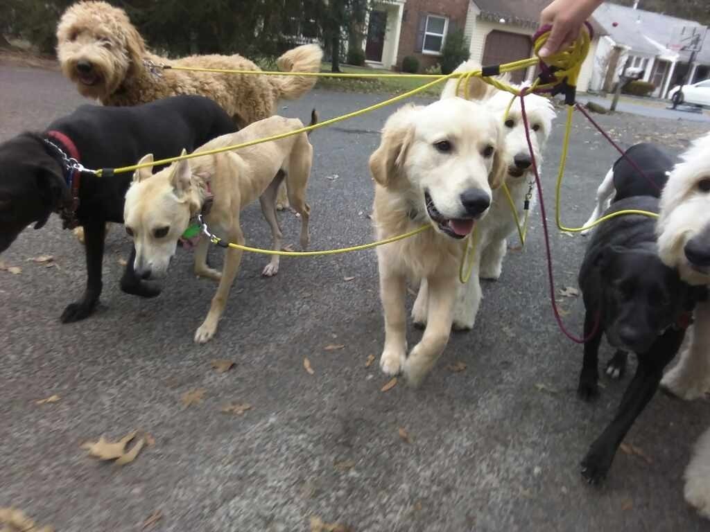 Dog Training New Jersey