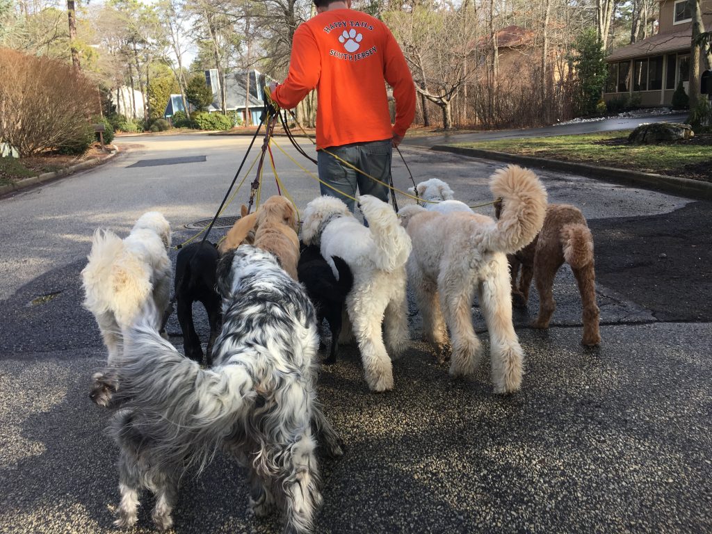 Dog Trainers in Marlton
