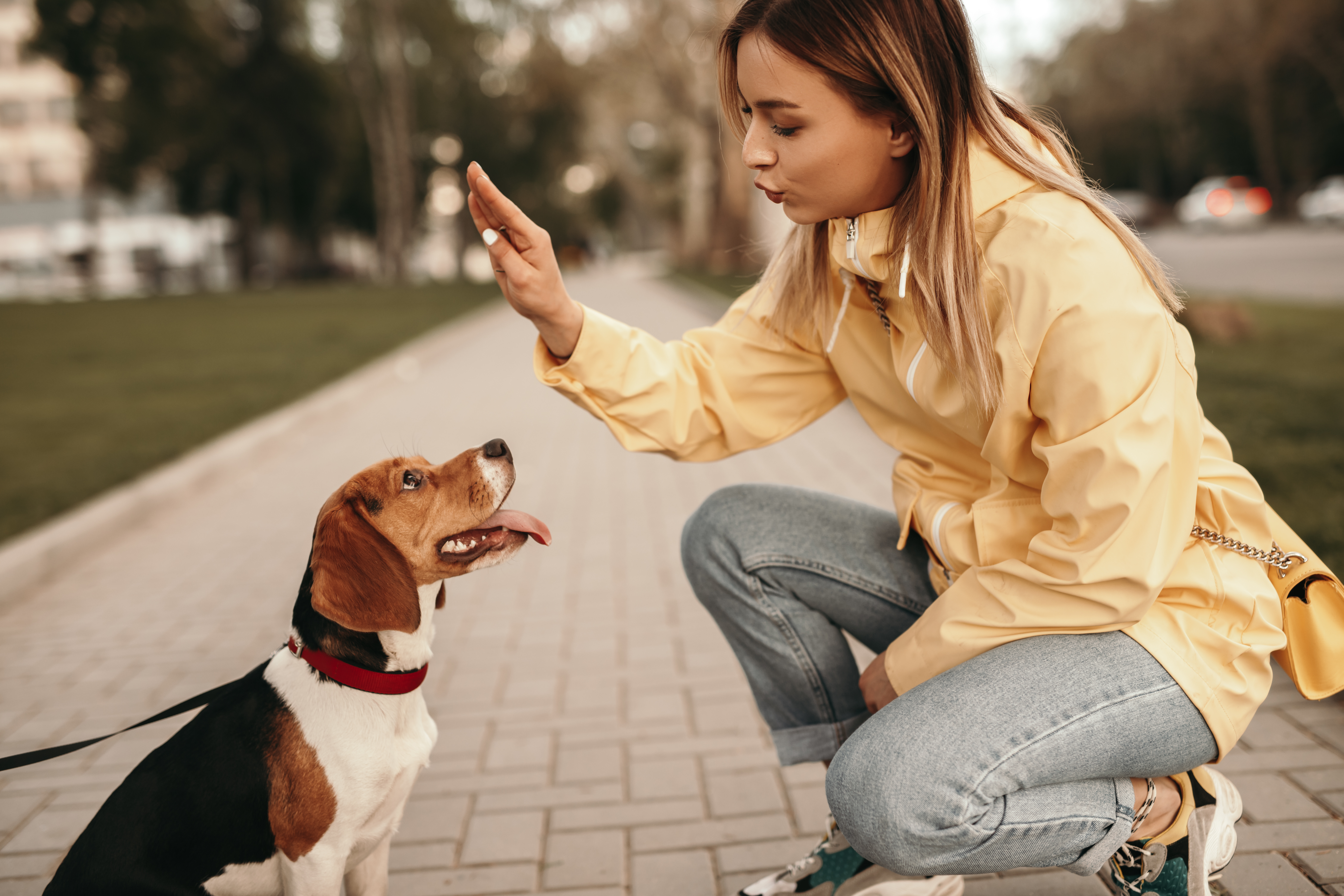 Young woman training dog on path